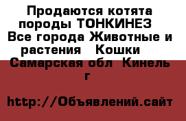 Продаются котята породы ТОНКИНЕЗ - Все города Животные и растения » Кошки   . Самарская обл.,Кинель г.